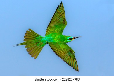beutiful photos of blue cheeked bee eaters, The blue-cheeked bee-eater is a near passerine bird in the bee-eater family, Meropidae - Shutterstock ID 2228207983