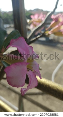 Beutiful pink flower upside field
