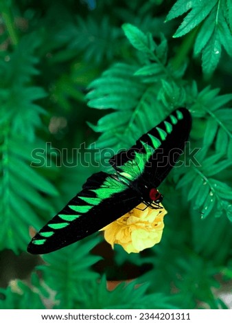 Beutiful Rajah Brooke’s Birdwing scientific name Trogonoptera brookiana on yellow flower