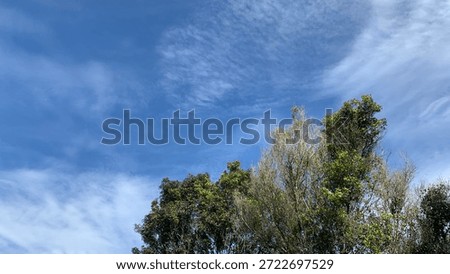 beutiful tree blown by the wind with blue sky background
