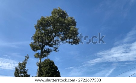 beutiful tree blown by the wind with blue sky background