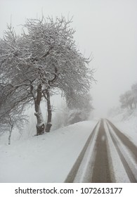 Beutiful tree and road