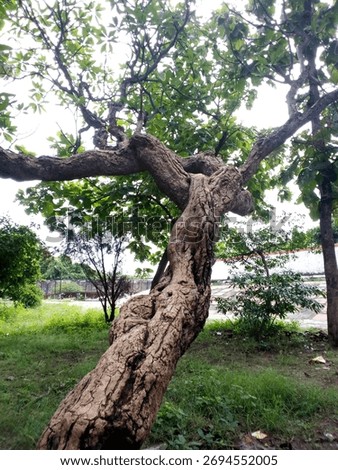 Beutiful tree and this place 
