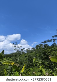 Beutiful white clouds over freen trees