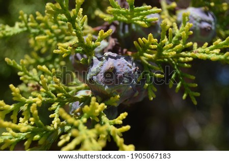Beutifull tree pine fruit on the garden. Take care of nature.