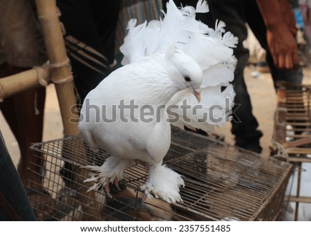 THE BEUTIFULL WHITE PIGION IN THE CAGE 