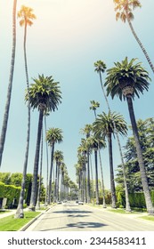 Beverly Hills drive lined with tall and majestic palm trees, Los Angeles, California