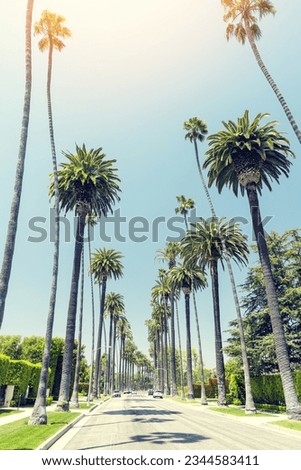 Beverly Hills drive lined with tall and majestic palm trees, Los Angeles, California