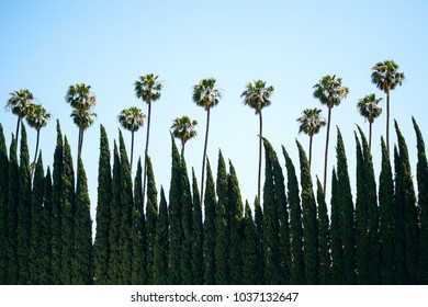 Beverly Hills Los Angeles Palm Trees Off Rodeo Drive