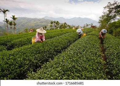A bevy of female worker were picking tea in the tea garden,Taiwan - Shutterstock ID 1716685681