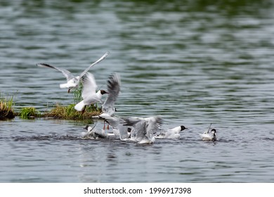 Bevy of seagulls splash in the water of the lake. - Shutterstock ID 1996917398