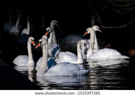 Bevy of swans grouping in the shadows