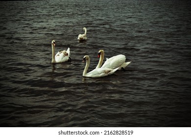 A bevy of white swans on a lake at Crosby Marina, near Crosby Beach in Liverpool, Merseyside. - Shutterstock ID 2162828519