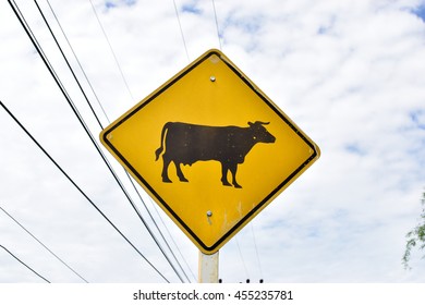 Beware of cow traffic signs.