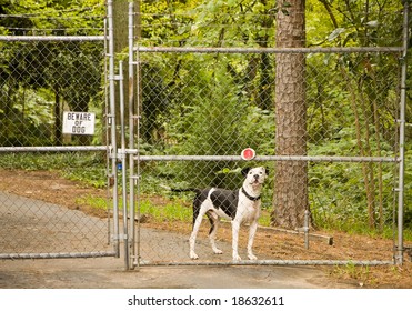Beware of Dog sign on a fence and gate with a pit bull behind it