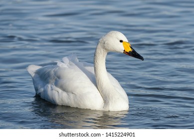 Bewick's Swan or Tundra Swan - Cygnus bewickiiSingle bird swimming in Winter Sunlight