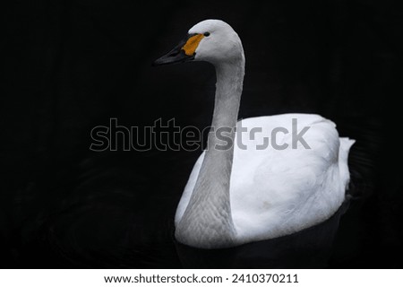 Bewicks tundra swan, Cygnus columbianus bewickii, white goose bird on the dark river, Germany in Europe. Bird in the black water.