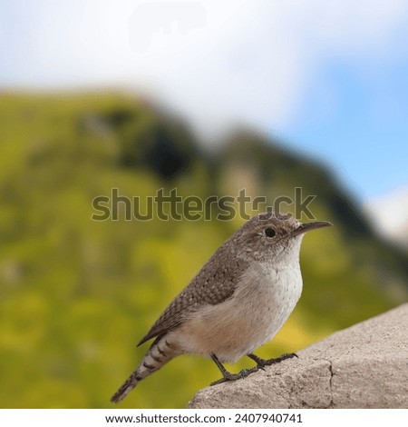 Be-wick's Wren cute bird.The Bewick's wren is a wren native to North America