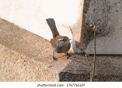 A Bewick's Wren At Mountain View Cemetery In Oakland, California.