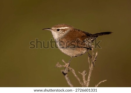Bewick's Wren perched on a bare branch in natural habitat