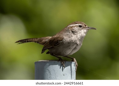 A Bewick's wren in sharp focus. 