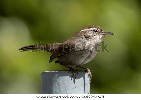 A Bewick's wren in sharp focus. 