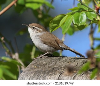 Bewick's Wren - Small Active Bird