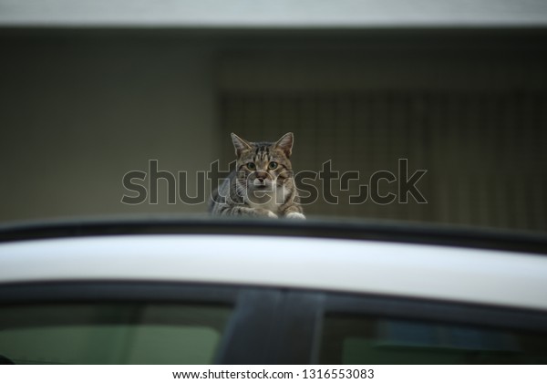 bewildered cat on the\
car