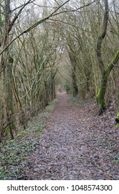 bewitched path in winter forest