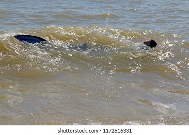 Bexhill,East Sussex/UK 09-01-18 Bexhill's Annual, Free, Festival Of The Sea Event 2018 . A Lady In A Very Realistic Mermaid Costume Is Swimming In The English Channel