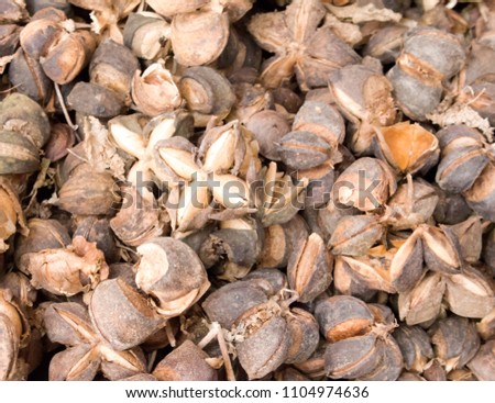Beyonce is a nut with hard shell, but delicious flavor, it has high nutritional vitamins Omega 3 6 9 high color is very popular as a long-term ash-like herb when it helps to reduce fat. In the blood.