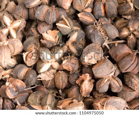 Beyonce is a nut with hard shell, but delicious flavor, it has high nutritional vitamins Omega 3 6 9 high color is very popular as a long-term ash-like herb when it helps to reduce fat. In the blood.