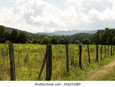 Beyond the Meadow
