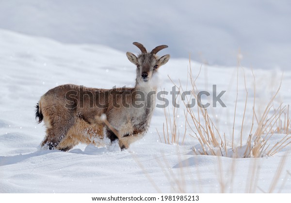 Bharal blue Sheep, Pseudois nayaur, in the rock with\
snow, Hemis NP, Ladakh, India in Asia. Bharal in nature snowy\
habitat. Face portrait with horns of wild sheep. Wildlife scene\
from Himalayas. 