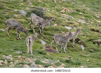 Group Adult Baby Vicuna Vicugna Vicugna Stock Photo (Edit Now) 430603135