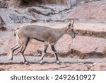 Bharal or Himalayan blue sheep or naur (Pseudois nayaur), female