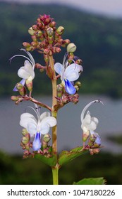 Bharangi or Blue Fountain Bush - Clerodendrum serratum, India - Shutterstock ID 1047180226