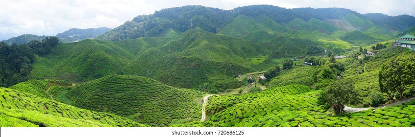 287 Bharat tea valley Images, Stock Photos & Vectors | Shutterstock