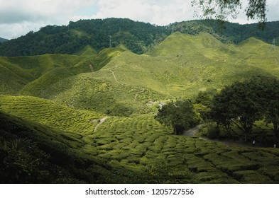 Bharat Tea Plantation in Cameron Highlands, Malaysia - Shutterstock ID 1205727556