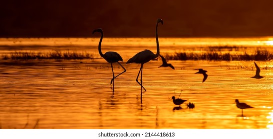 Bhigwan, Maharashtra, India 01 February 2022 : Beautiful silhouette photo of flamingos and seagull Birds during sun set at Bhigwan Bird Sanctuary Kumbhargaon, Kumbhargaon