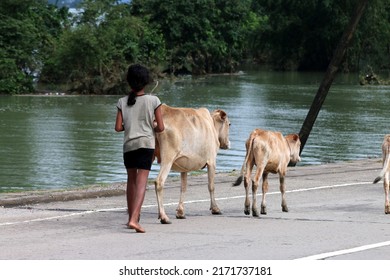 Bholaganj, Bangladesh- June 24, 2022: Scenes ofgirl grazing cows at village.