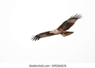 Bhraminy Kite Flying Close Up