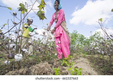 BHUJ, GUJARAT, INDIA, 05 NOVEMBER 2015 : Unidentified Farmer Working At Their Cotton Field, An Indian Farming Scene.