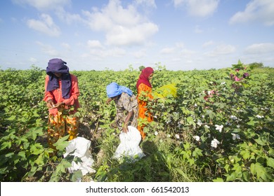 BHUJ, GUJARAT, INDIA, 05 NOVEMBER 2015 : Unidentified Farmer Working At Their Cotton Field, An Indian Farming Scene.
