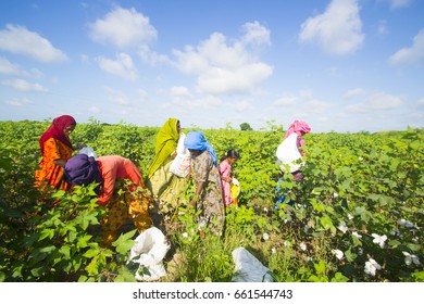 BHUJ, GUJARAT, INDIA, 05 NOVEMBER 2015 : Unidentified Farmer Working At Their Cotton Field, An Indian Farming Scene.