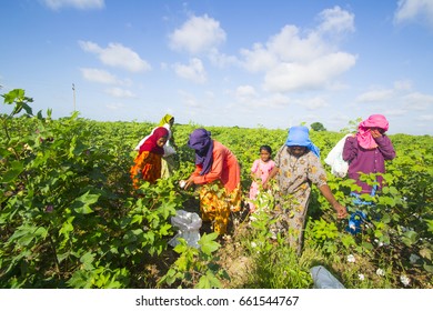 BHUJ, GUJARAT, INDIA, 05 NOVEMBER 2015 : Unidentified Farmer Working At Their Cotton Field, An Indian Farming Scene.