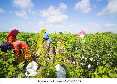 BHUJ, GUJARAT, INDIA, 05 NOVEMBER 2015 : Unidentified Farmer Working At Their Cotton Field, An Indian Farming Scene.