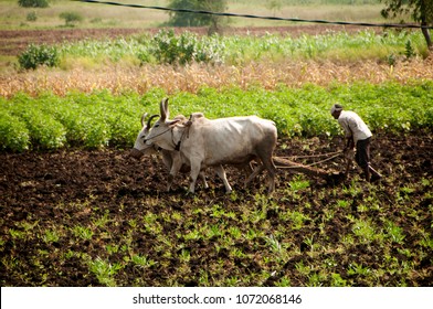 BHUJ, GUJARAT, INDIA 15 NOVEMBER 2016 : Unidentified Indian farmer working with bull at his farm, An Indian farming scene.