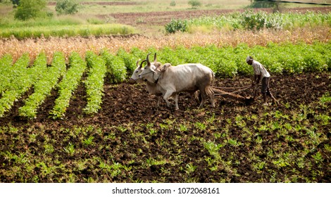 BHUJ, GUJARAT, INDIA 15 NOVEMBER 2016 : Unidentified Indian farmer working with bull at his farm, An Indian farming scene.