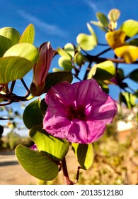 Bhuj , January 12 , 2021 : A Stunning Day With Blooming Bayhops